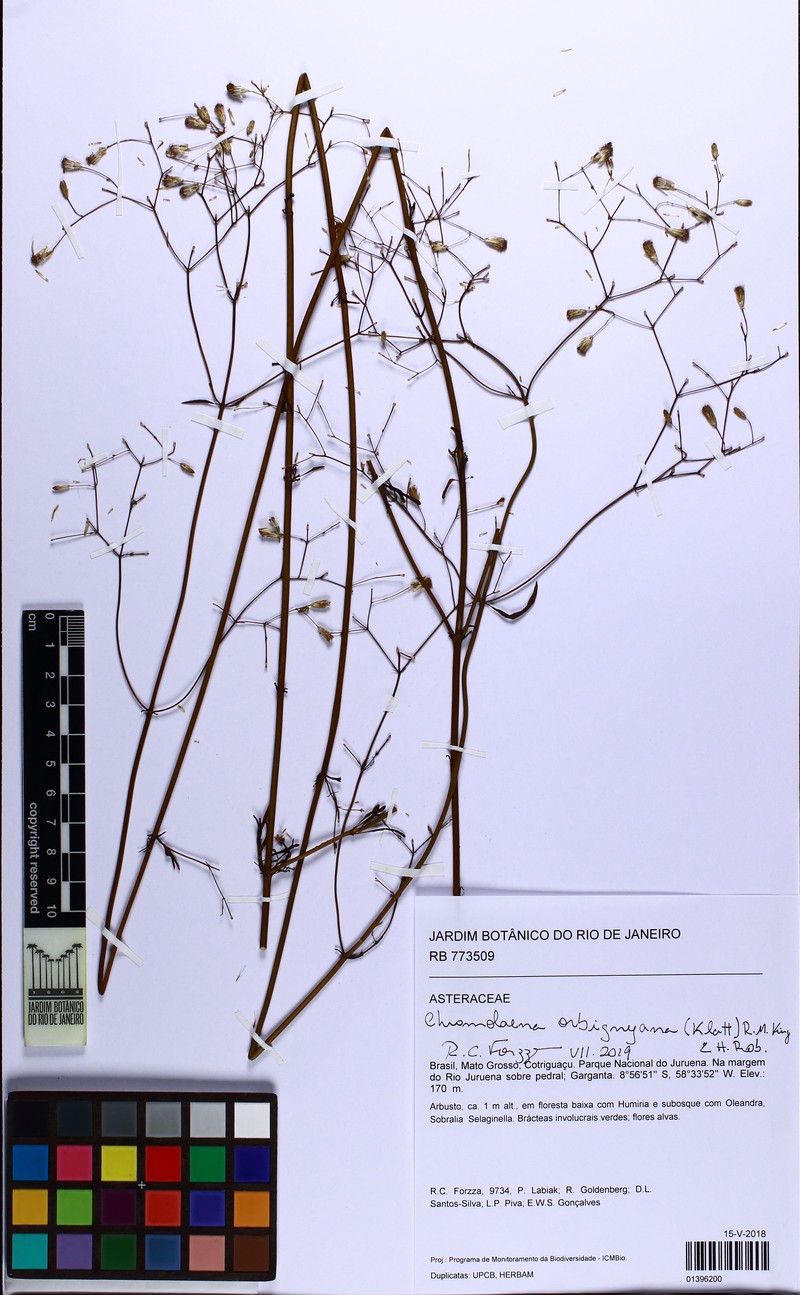 Chromolaena orbignyana photo 3