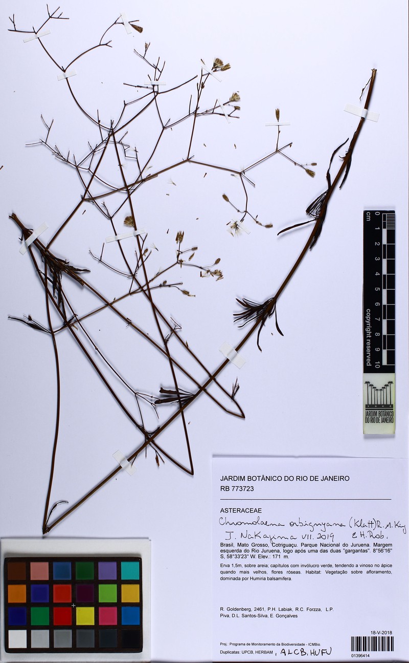 Chromolaena orbignyana photo 4