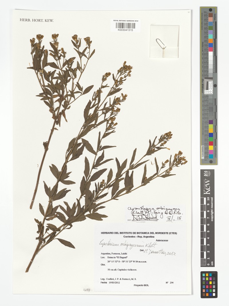 Chromolaena orbignyana photo 5