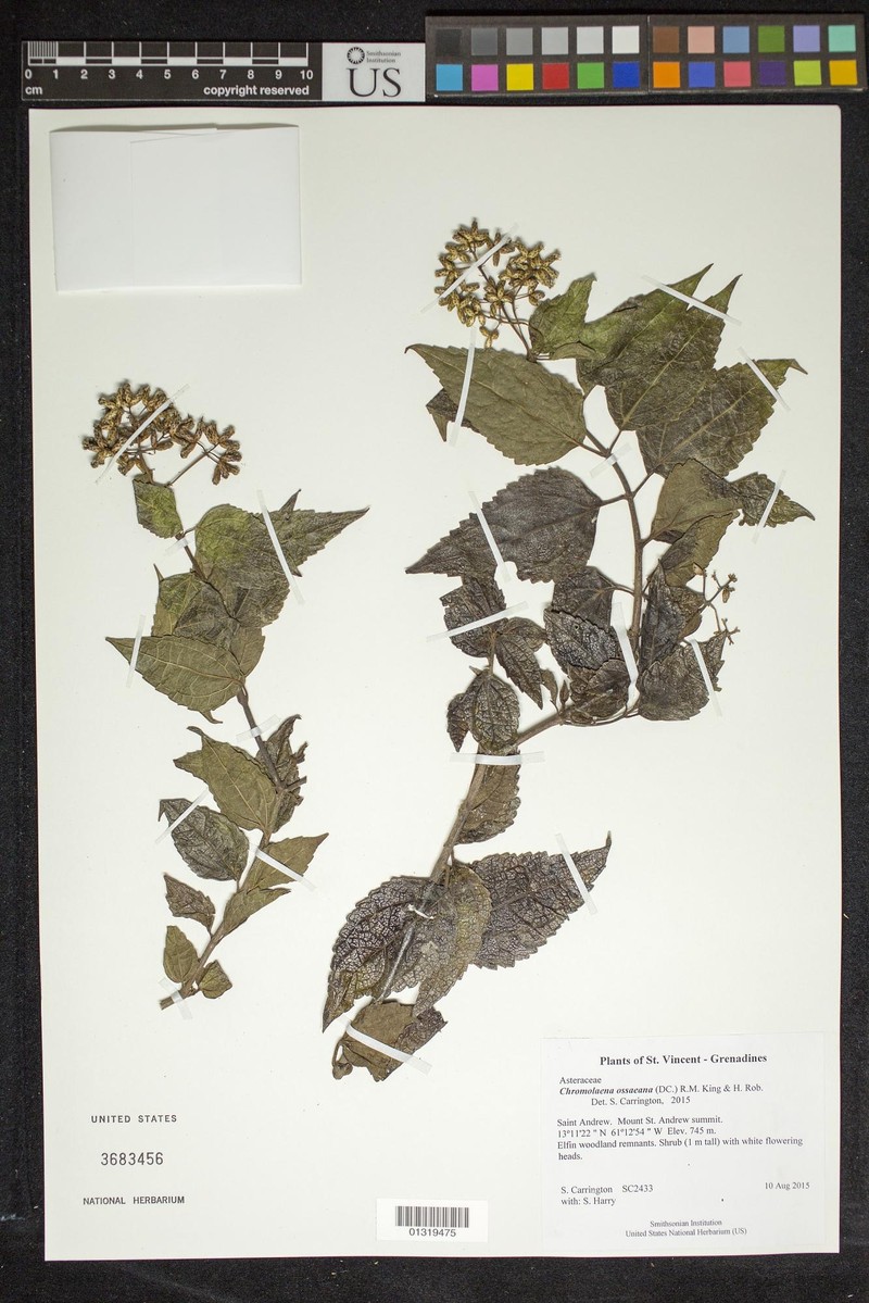 Chromolaena ossaeana
