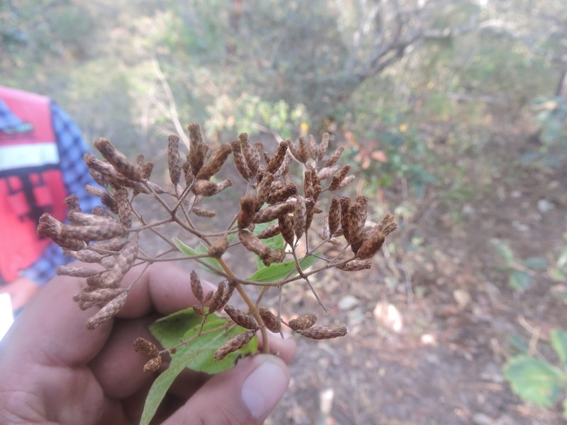 Chromolaena ovaliflora