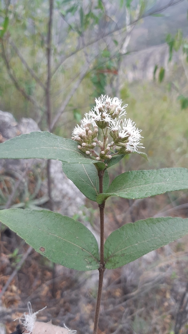 Chromolaena ovaliflora photo 2