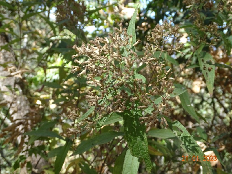 Chromolaena ovaliflora photo 3