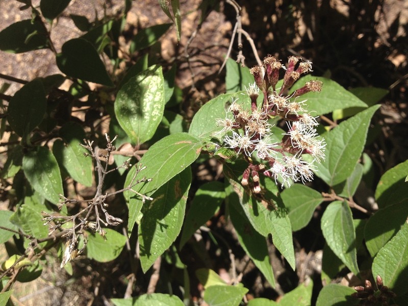 Chromolaena ovaliflora photo 4