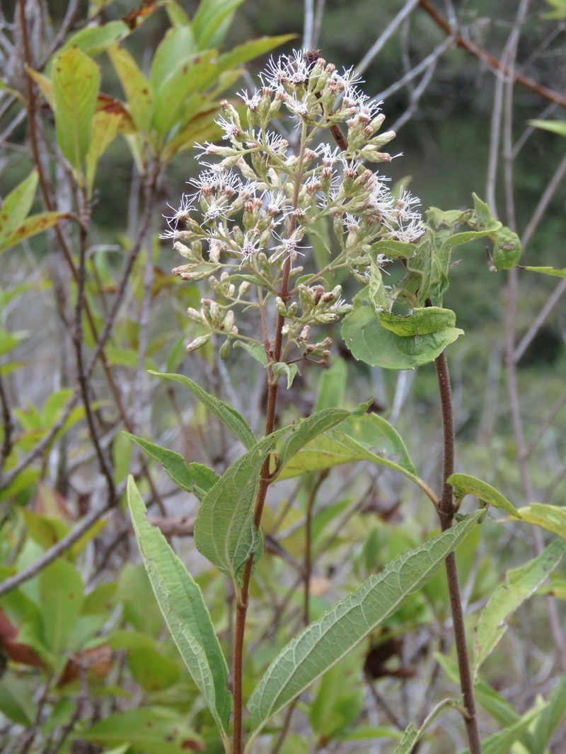Chromolaena ovaliflora photo 5