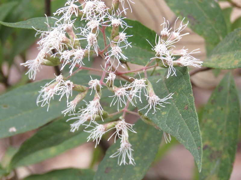 Chromolaena ovaliflora photo 6