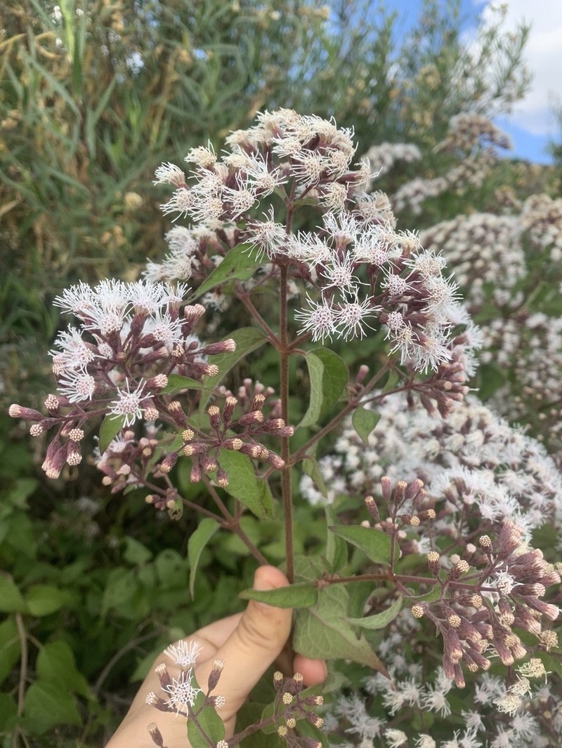 Chromolaena ovaliflora photo 7