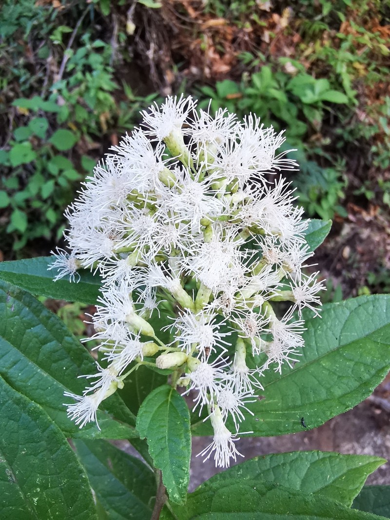 Chromolaena ovaliflora photo 8