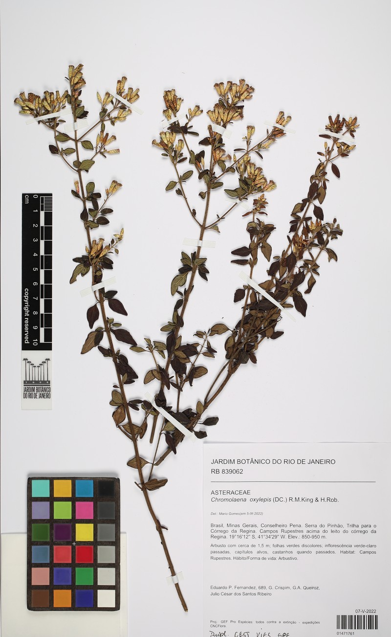 Chromolaena oxylepis