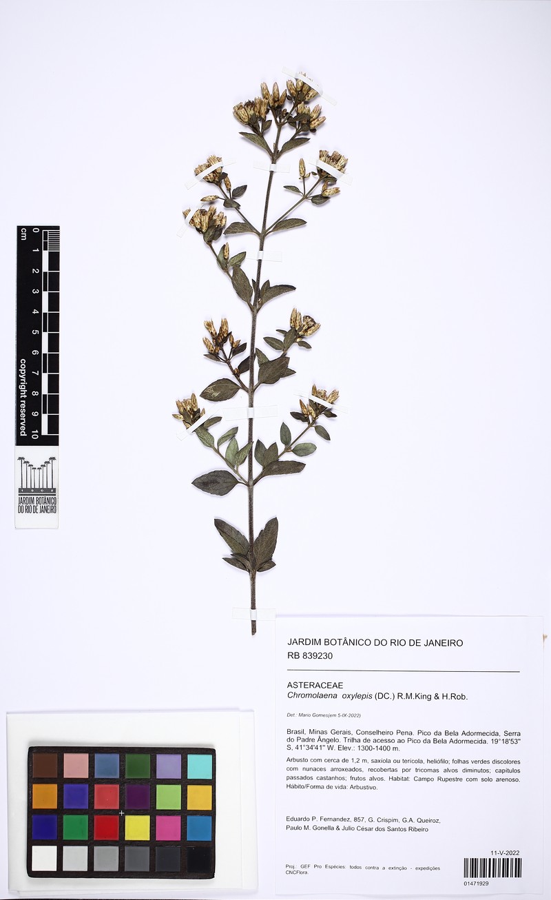 Chromolaena oxylepis photo 2
