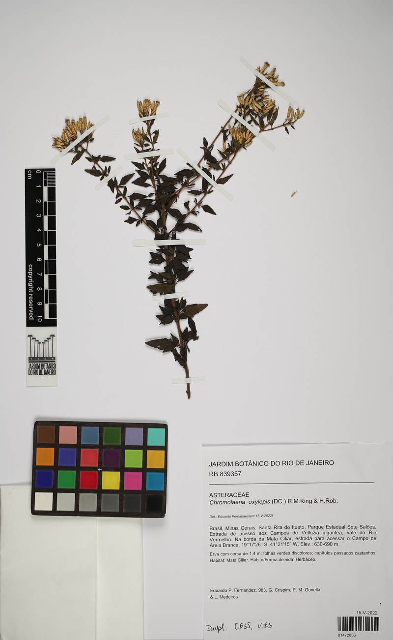 Chromolaena oxylepis photo 3