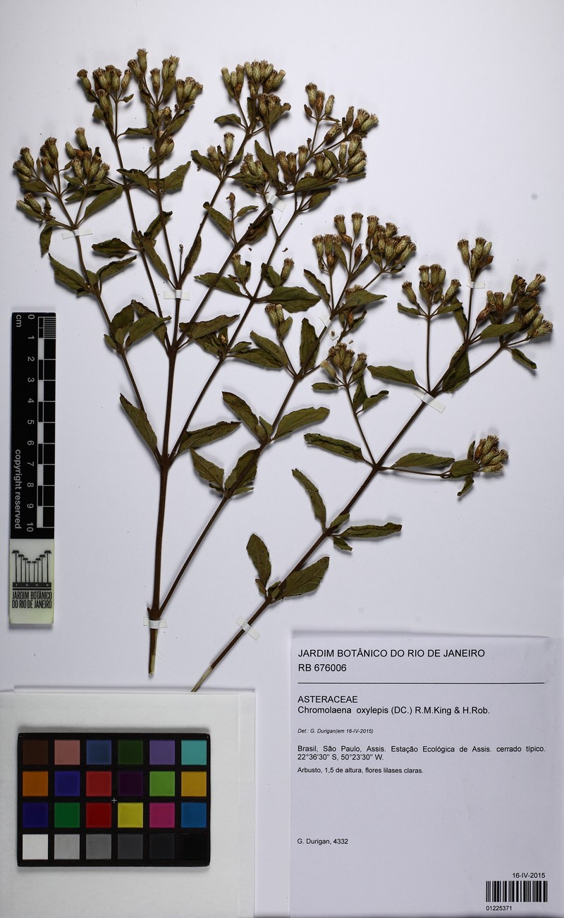 Chromolaena oxylepis photo 4