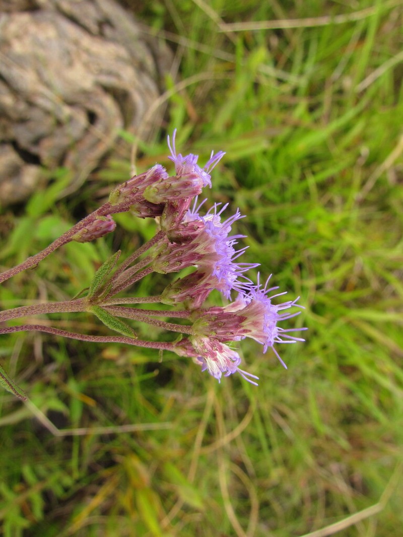 Chromolaena palmaris