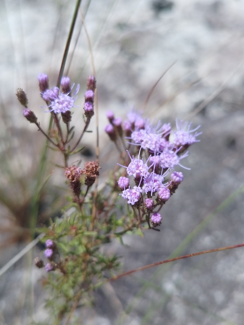 Chromolaena palmaris photo 2