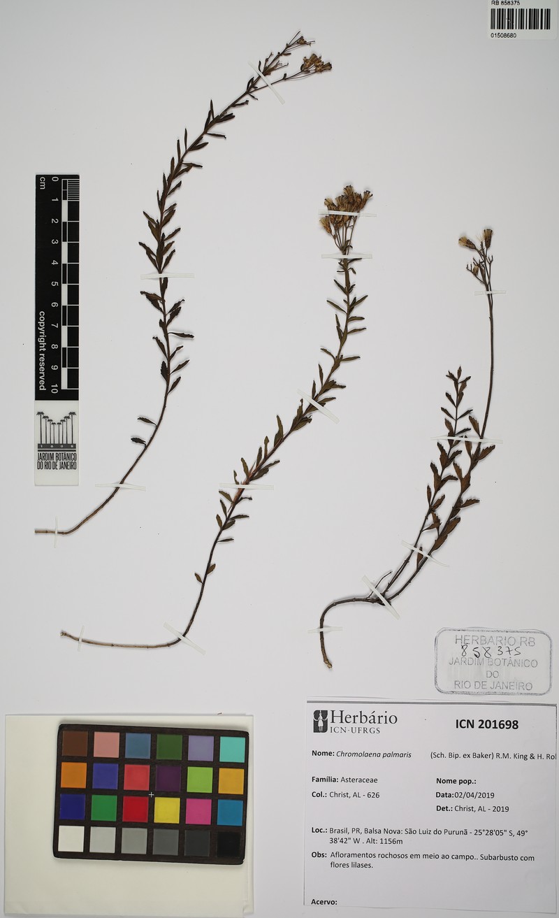 Chromolaena palmaris photo 4