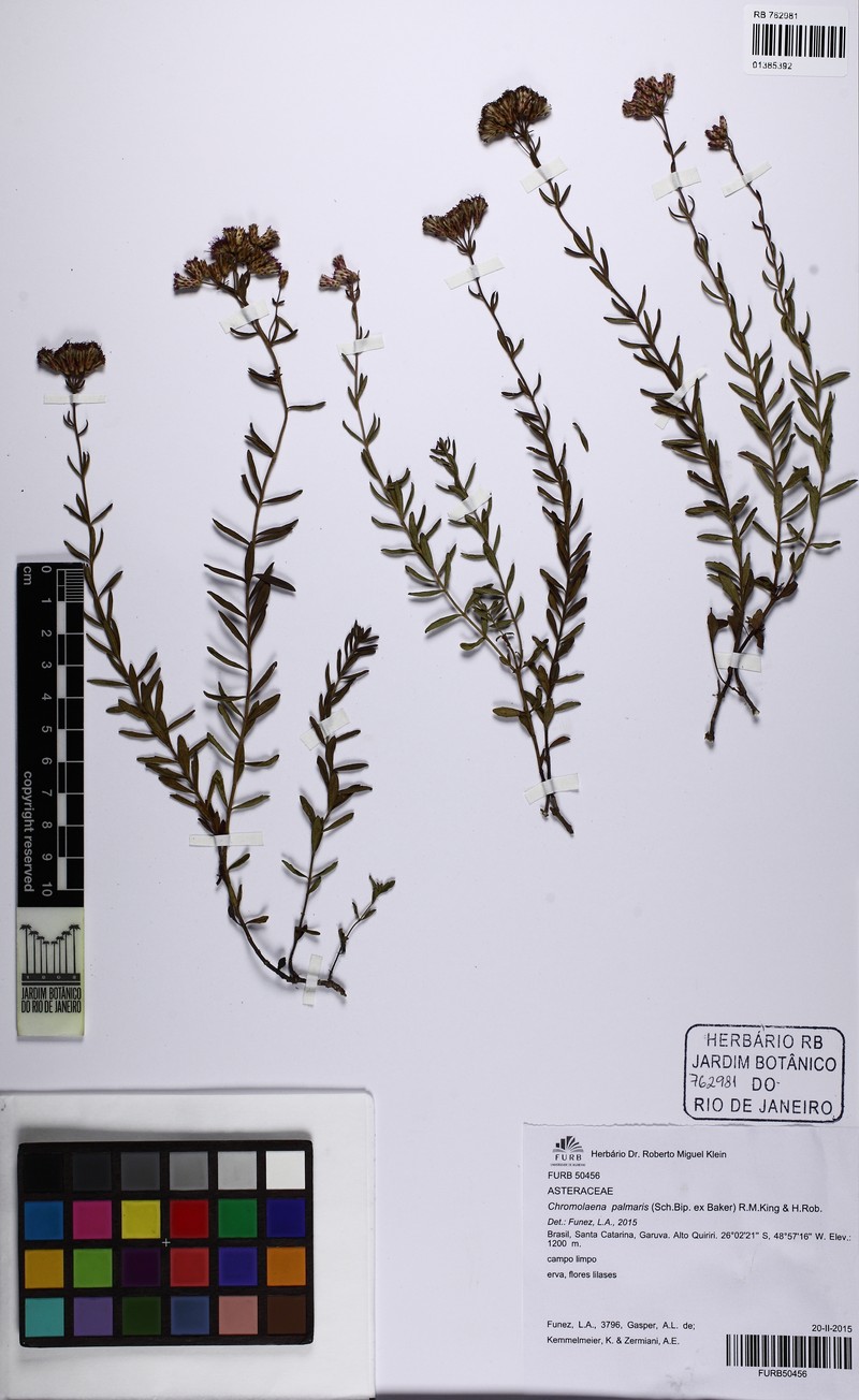 Chromolaena palmaris photo 5
