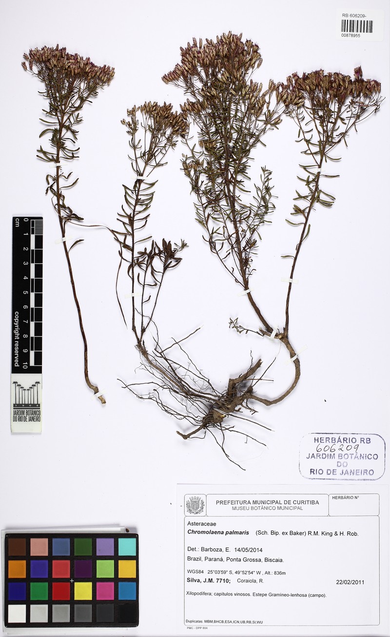Chromolaena palmaris photo 6