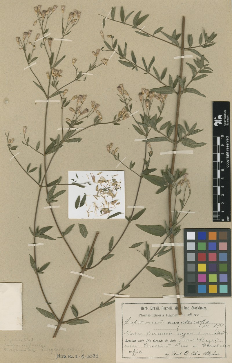 Chromolaena paraguariensis