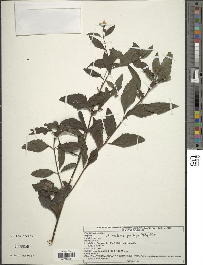 Chromolaena parviceps