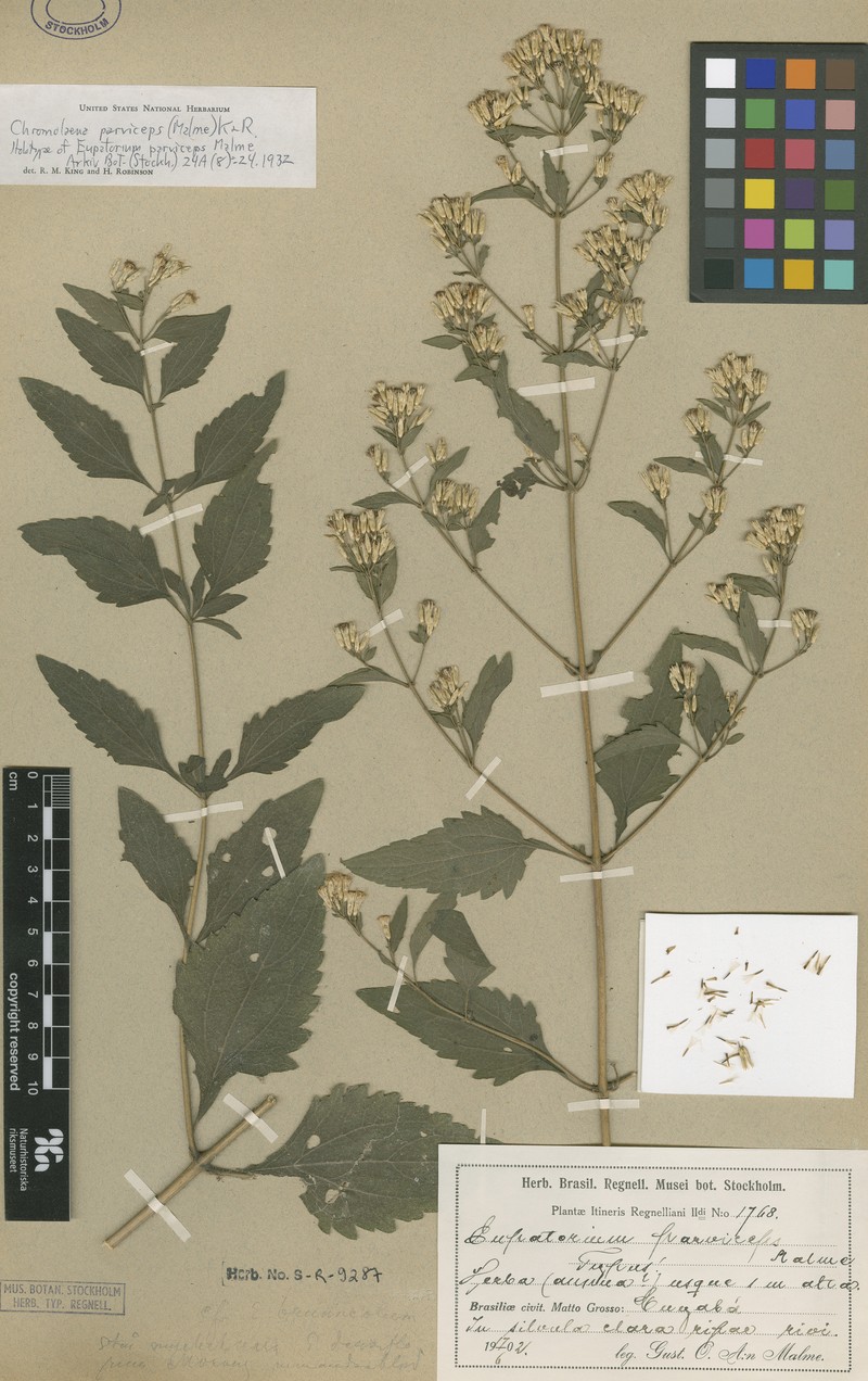 Chromolaena parviceps photo 2