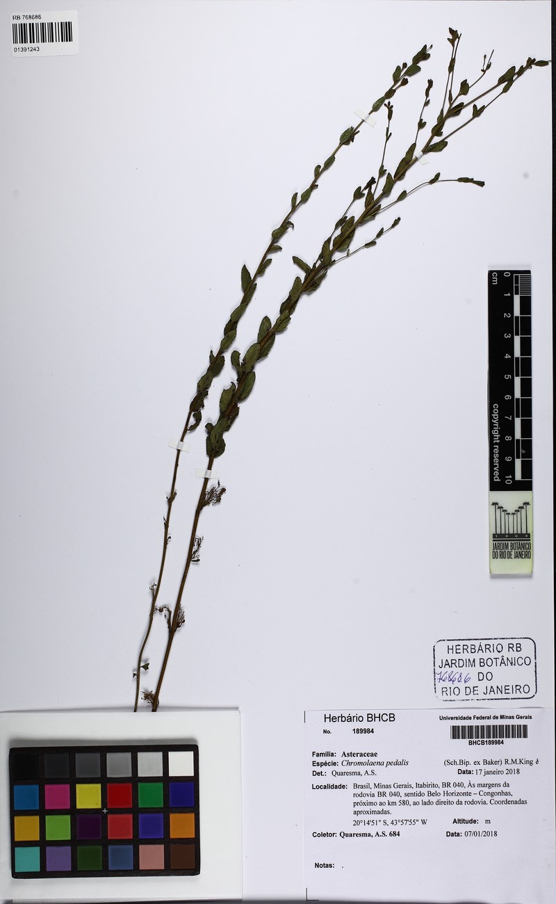 Chromolaena pedalis