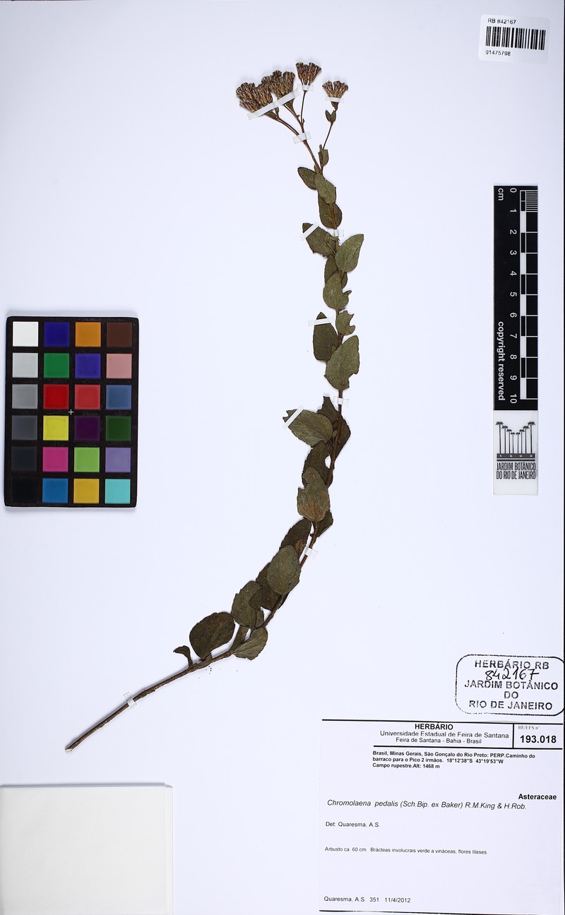 Chromolaena pedalis photo 2