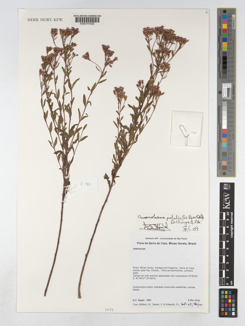 Chromolaena pedalis photo 4