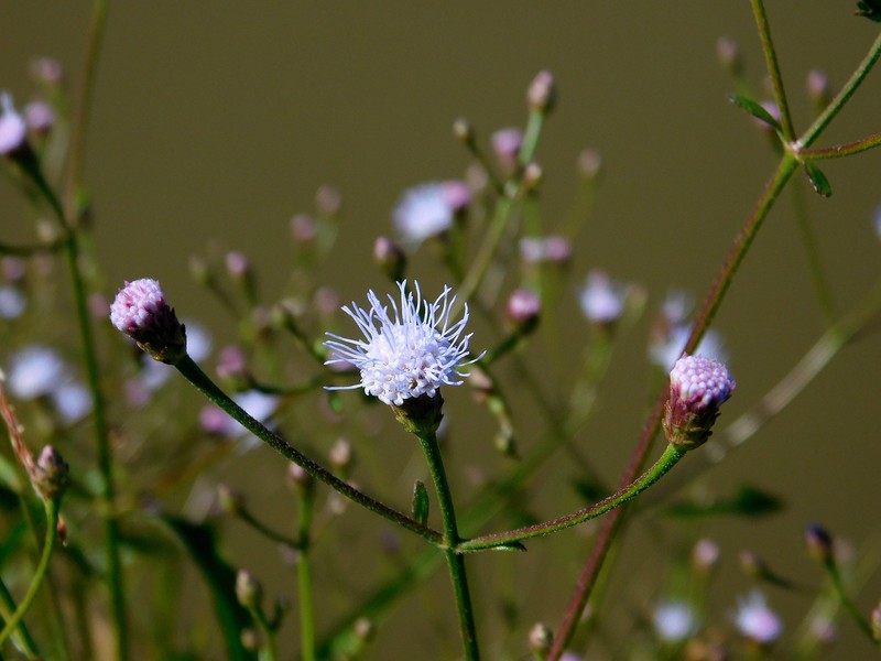 Chromolaena pedunculosa
