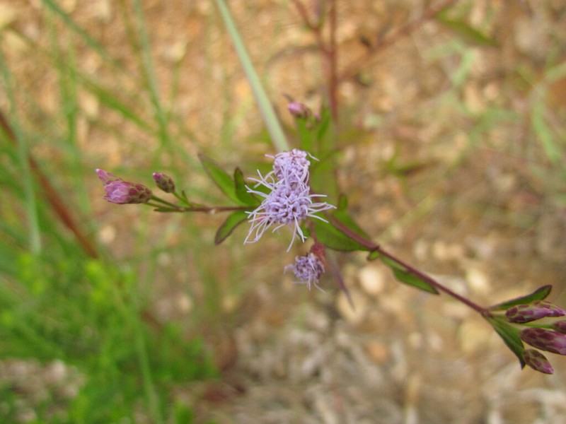 Chromolaena pedunculosa photo 2