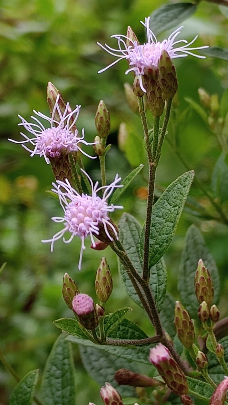 Chromolaena pedunculosa photo 4