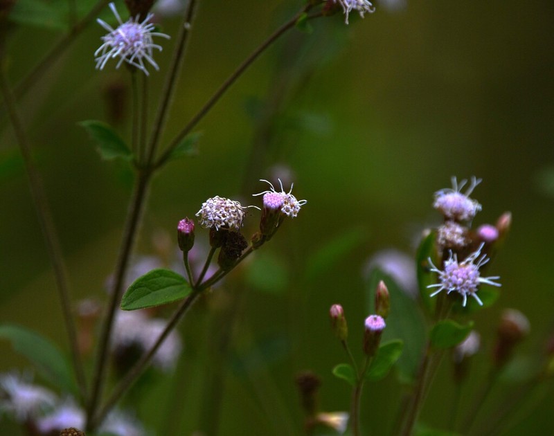 Chromolaena pedunculosa photo 5