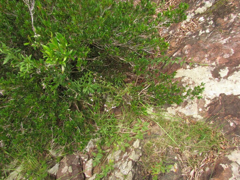 Chromolaena pedunculosa photo 7