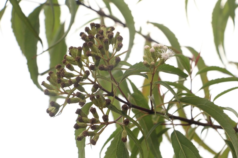 Chromolaena pellia