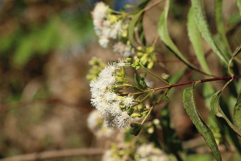 Chromolaena pellia photo 2