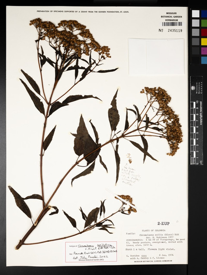 Chromolaena pellia photo 3