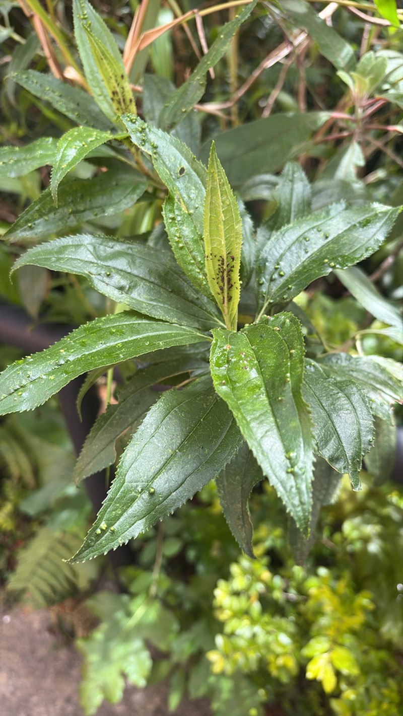 Chromolaena perglabra