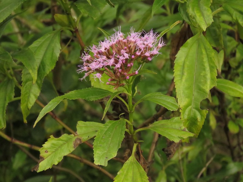 Chromolaena perglabra photo 2
