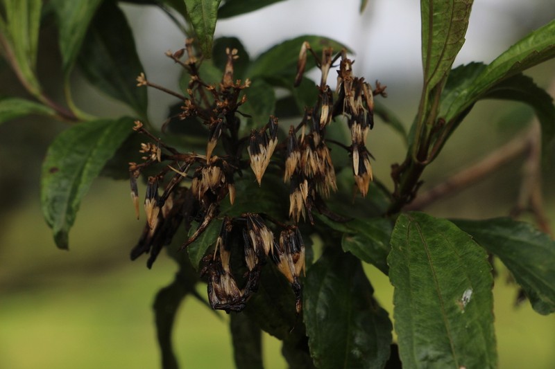 Chromolaena perglabra photo 3