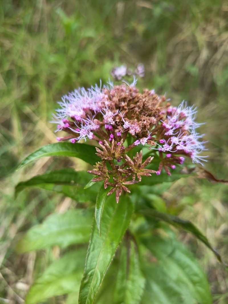 Chromolaena perglabra photo 4