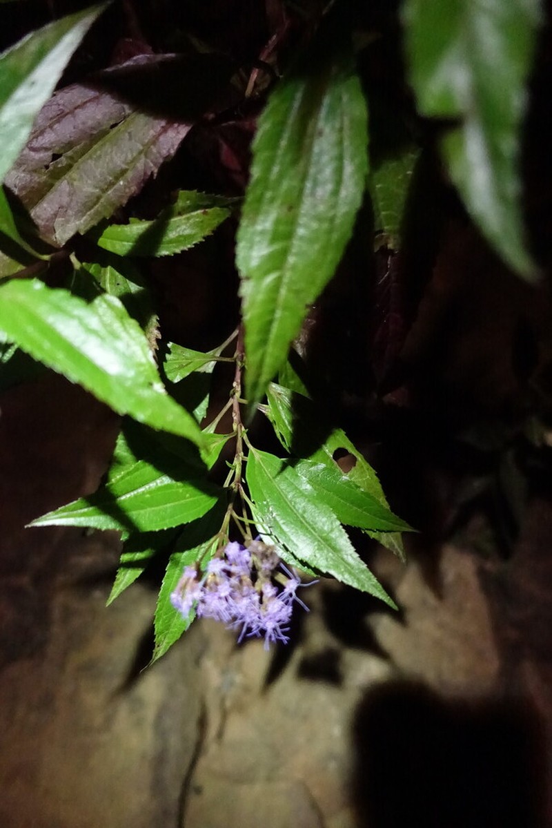 Chromolaena perglabra photo 5