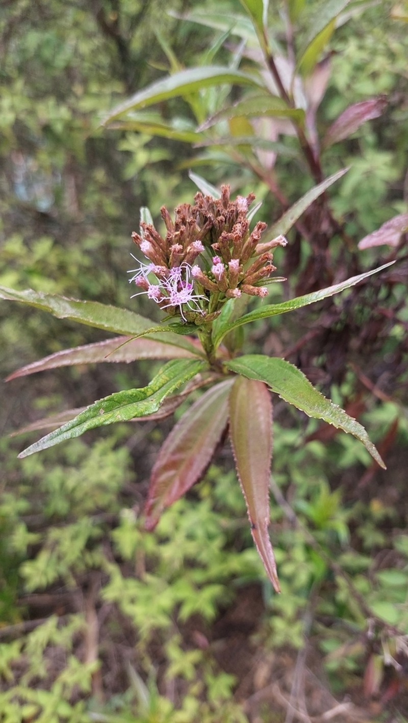 Chromolaena perglabra photo 6