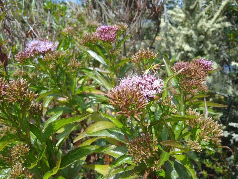 Chromolaena perglabra photo 7