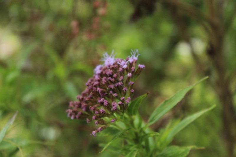 Chromolaena perglabra photo 8