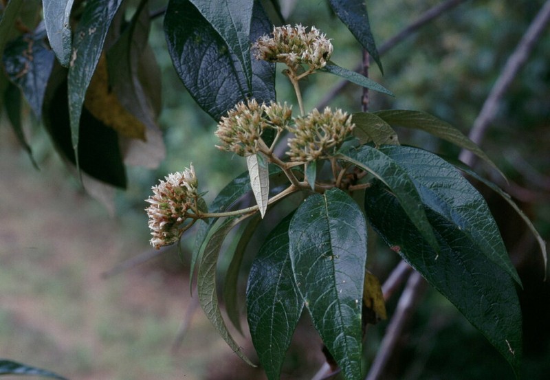 Chromolaena pharcidodes