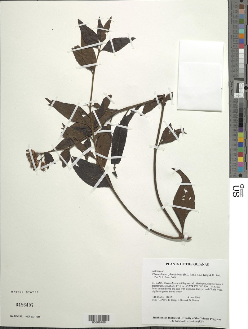 Chromolaena pharcidodes photo 2