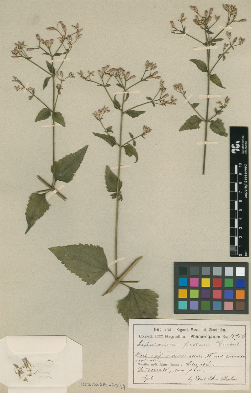 Chromolaena picta