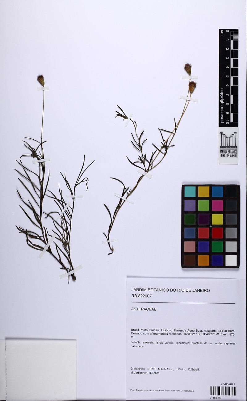 Chromolaena pseudinsignis