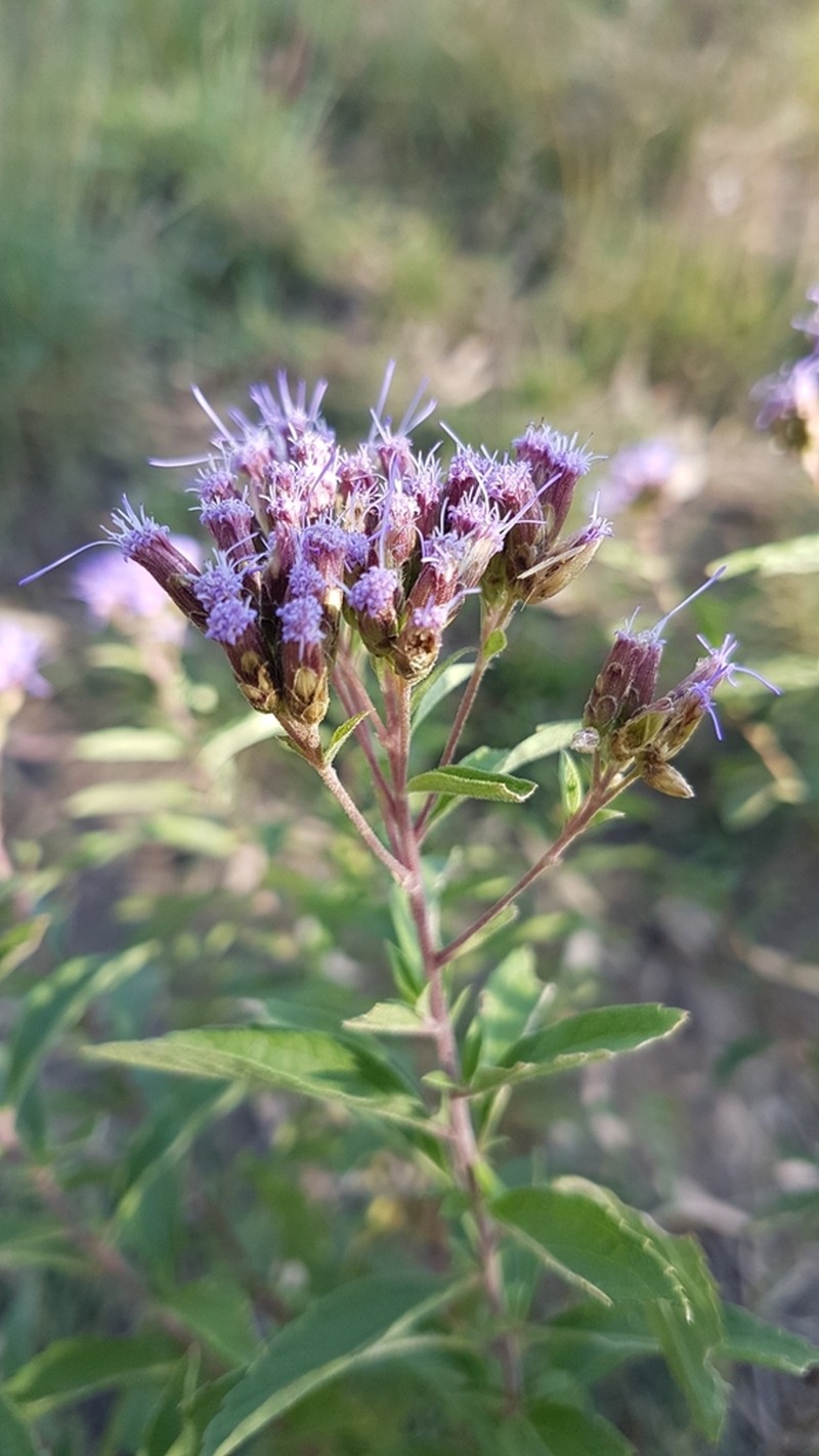 Chromolaena pulchella photo 2