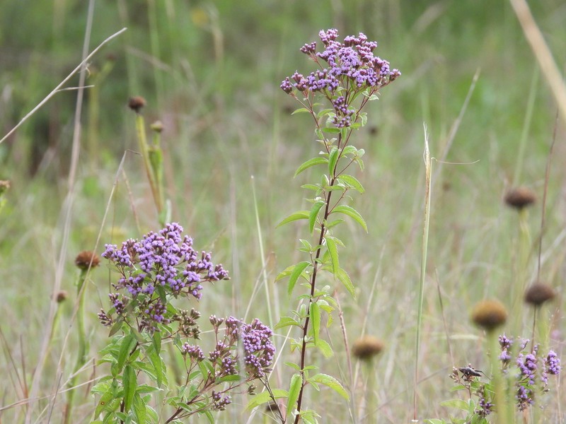 Chromolaena pulchella photo 3