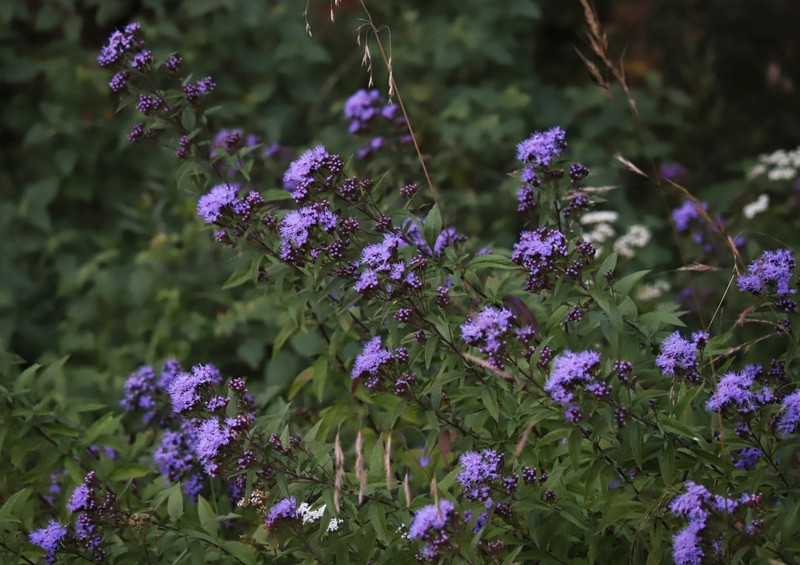 Chromolaena pulchella photo 4